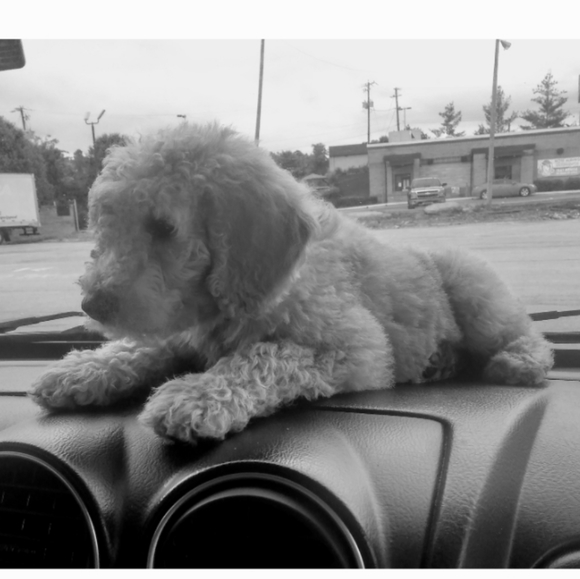 Meet your Posher, Lori, Buddy, & now Henri’s mom & Miss Teddi too! ❤️ - Picture 5 of 5